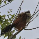 White Browed Coucal 2 -Chobe