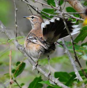 White-Browed Scrub Robin - Itala