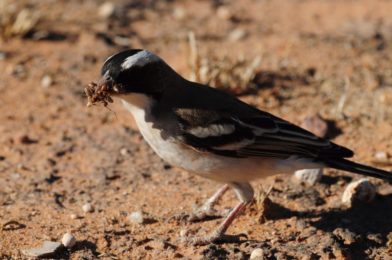 White-Browed Sparrow-weaver - Kgalagadi