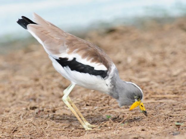 White-Crowned Lapwing - Kruger