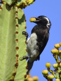 White-Eared Barbet - Ndumo