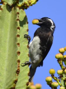 White-Eared Barbet - Ndumo