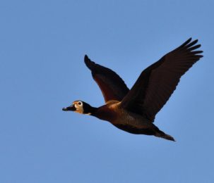 White-Faced Duck - Kalizo