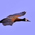 White-Faced Duck - Mkhuze