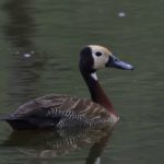 White Faced Duck - Pilanesberg