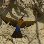 White-Fronted Bee-Eater 2 - Chobe