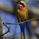 White-Fronted Bee-Eater - Chobe