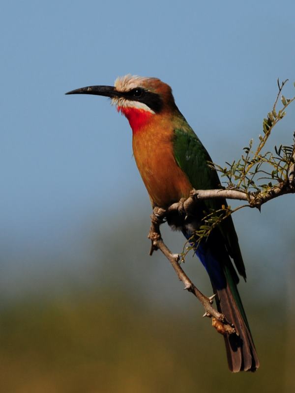 White-Fronted Bee-eater - Imfolozi