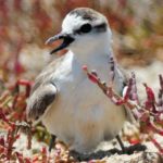 White Fronted Plover - Langebaan