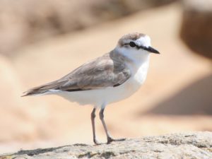 White-Fronted Plover - Chidenguele