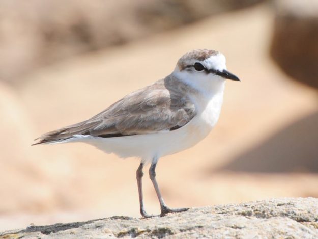 White-Fronted Plover - Chidenguele