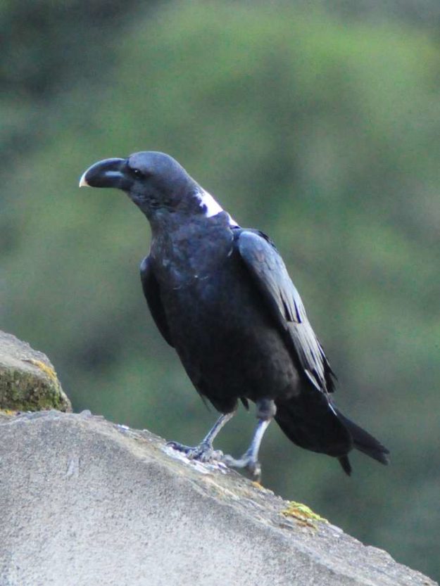 White Necked Raven - Sani Pass