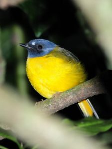 White-Starred Robin - Bvumba