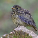 White-Starred Robin Juvenile 2 - Bvumba