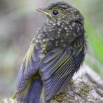 White-Starred Robin Juvenile - Bvumba