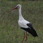 White Stork - Heidelberg
