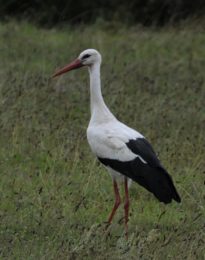 White Stork - Heidelberg