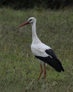 White Stork - Heidelberg