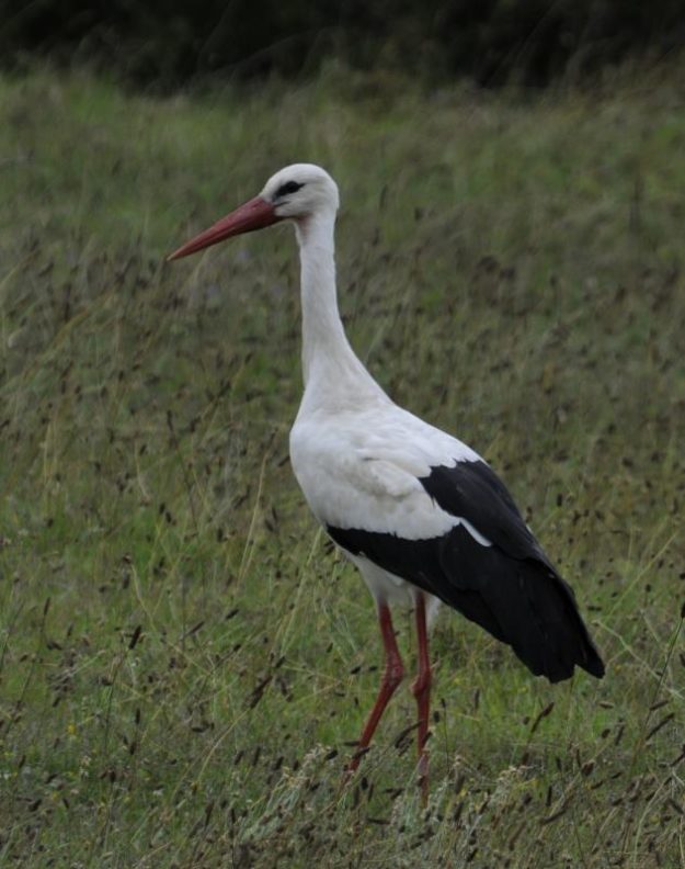 White Stork - Heidelberg