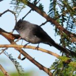 White Tailed Crested Flycatcher 2 - Bvumba