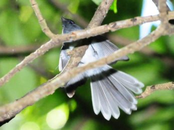 White-Tailed Crested Flycatcher - Bvumba
