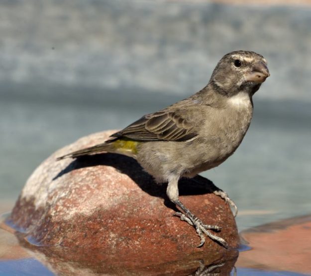 White-Throated Canary - Tankwa Karoo