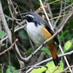 White-Throated Robin Chat - Itala