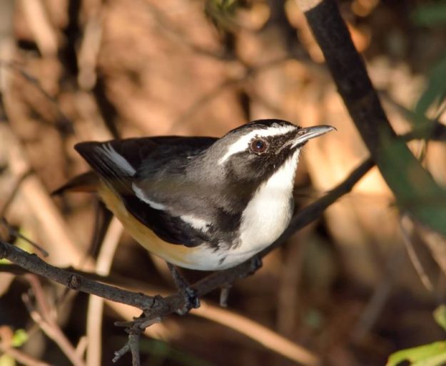 White-Throated Robin Chat - Betsalano