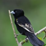 White-Winged Widowbird - Biesiesvlei