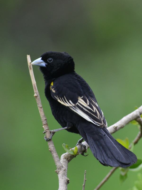 White-Winged Widowbird - Biesiesvlei