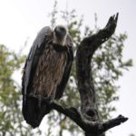 White backed Vulture