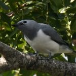 White-Breasted Cuckooshrike - Harare