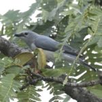 White-Breasted Cuckooshrike