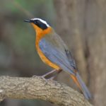 White-browed Robin Chat - Kruger