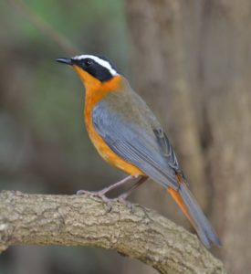 White-browed Robin Chat - Kruger