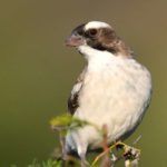 White-Browed Sparrow-Weaver - Addo