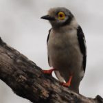 White-crested Helmet Shrike - Mkhuze