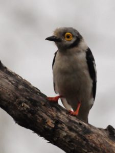 White-crested Helmet Shrike - Mkhuze