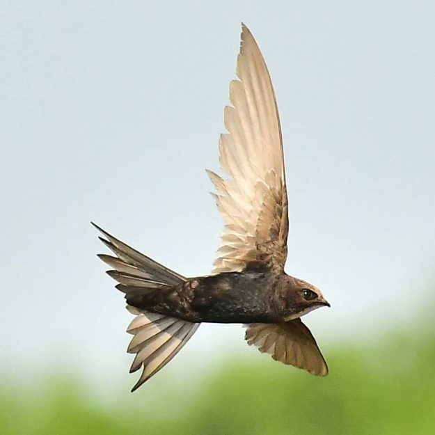 White-rumped Swift - Amanzimtoti