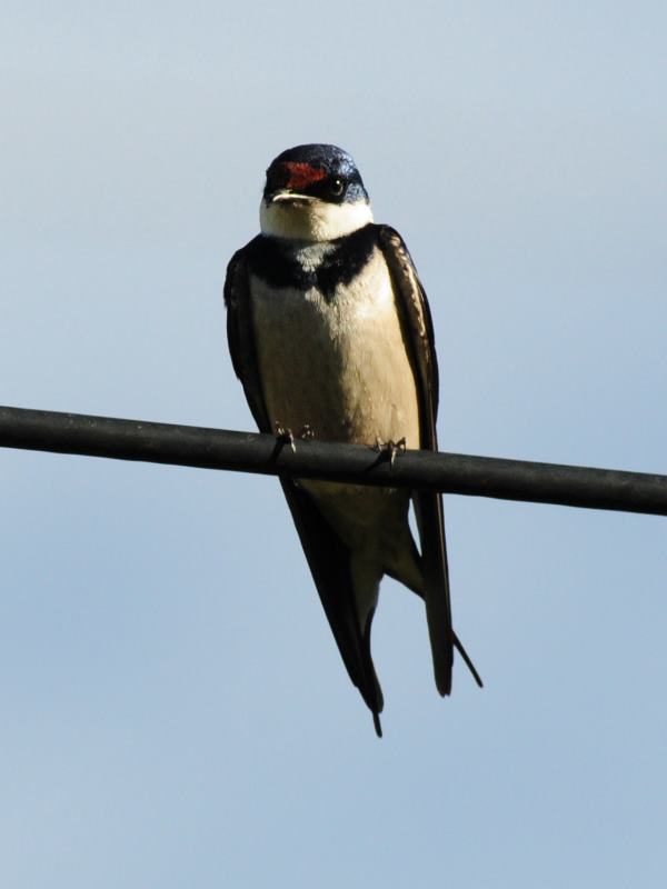 White-throated swallow - Giants Castle