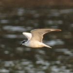 White-winged Tern - Ndumo