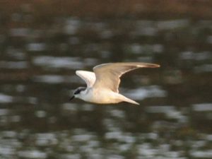 White-winged Tern - Ndumo
