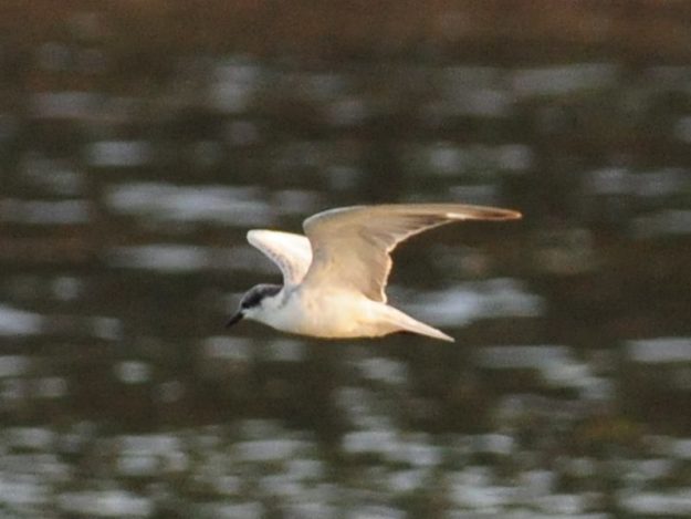 White-winged Tern - Ndumo