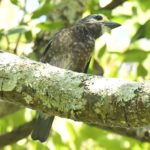 Whytes Barbet - Harare