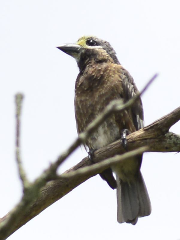 Whyte's Barbet - Mutare