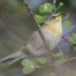 Willow Warbler - Chiredzi
