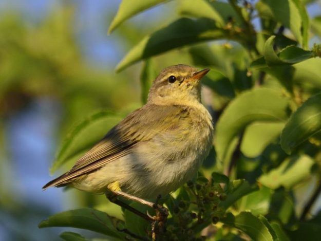 Willow Warbler - Pilanesberg