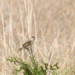 Wing-Snapping Cisticola - Ntsikeni