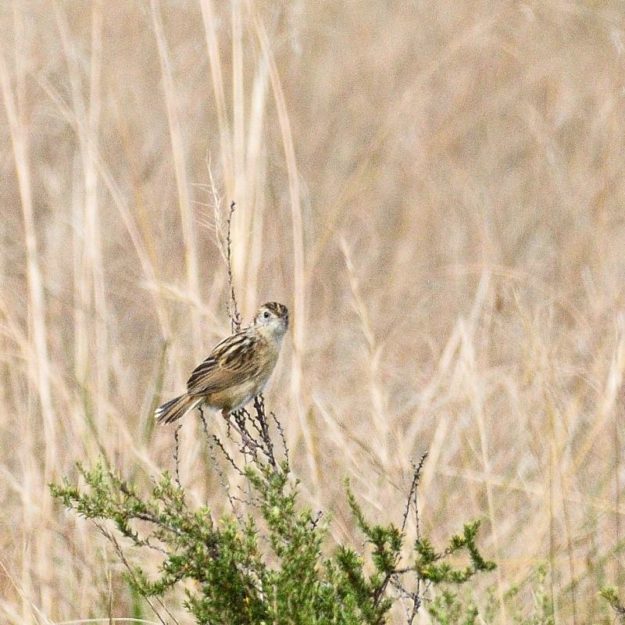Wing-Snapping Cisticola - Ntsikeni