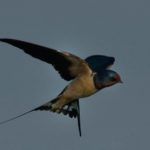 Wire-Tailed Swallow - Chobe